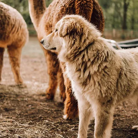 Luksusowy namiot Prive Alpaca Glamping Hoogstraten *