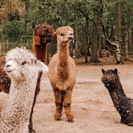 Prive Alpaca Glamping Hoogstraten Luksusowy namiot
