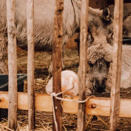 Prive Alpaca Glamping Hoogstraten * Meerle