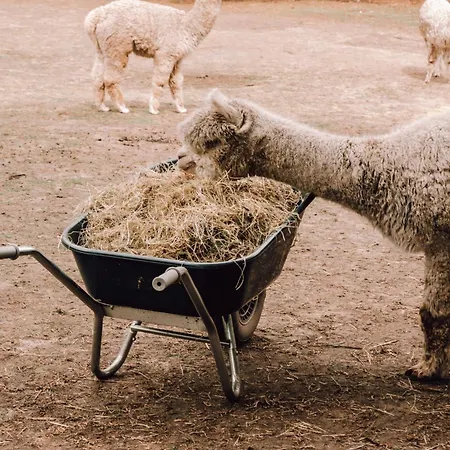 Luksusowy namiot Prive Alpaca Glamping Hoogstraten